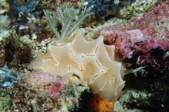 Halgerda bacalusia