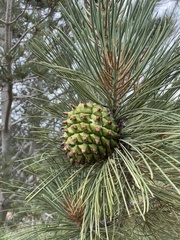 Pinus torreyana