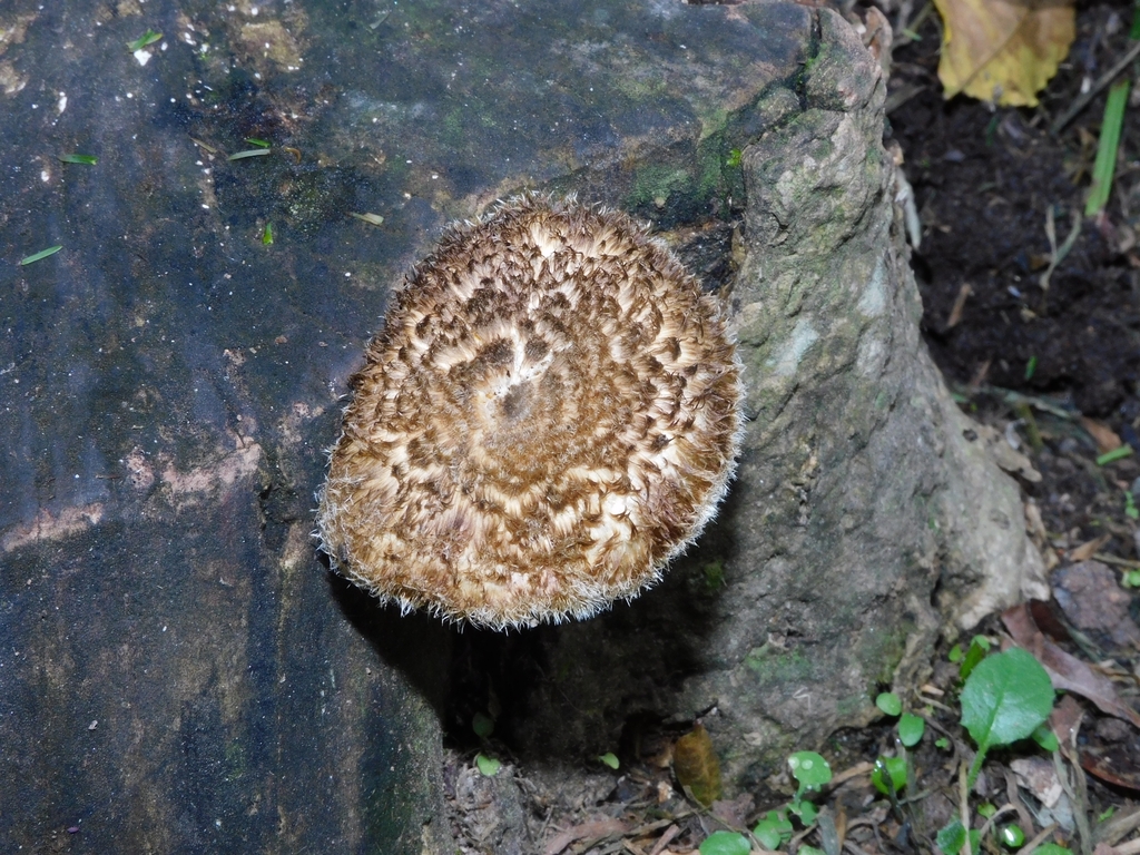 Lentinus crinitus · May 2023 · photo: © ana_ads (iNaturalist, cc-by)
