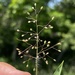 Dichanthelium acuminatum - Photo (c) brettbudach, algunos derechos reservados (CC BY-NC)