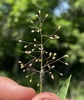 Dichanthelium acuminatum - Photo (c) brettbudach, alguns direitos reservados (CC BY-NC)