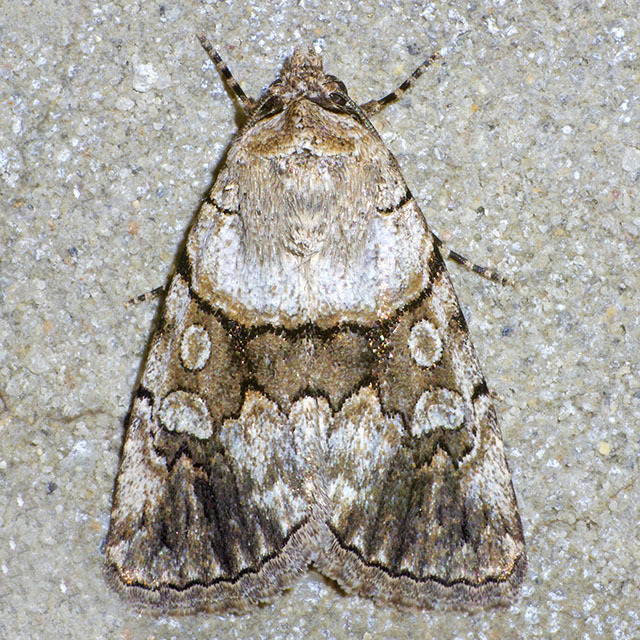 Sympistis