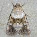 Sympistis - Photo (c) David G. Barker, some rights reserved (CC BY-NC), uploaded by David G. Barker