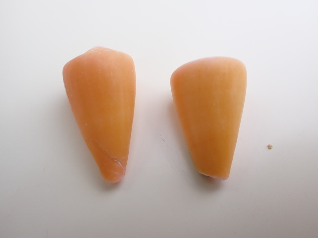 Carrot Cone