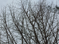 Ginkgo biloba