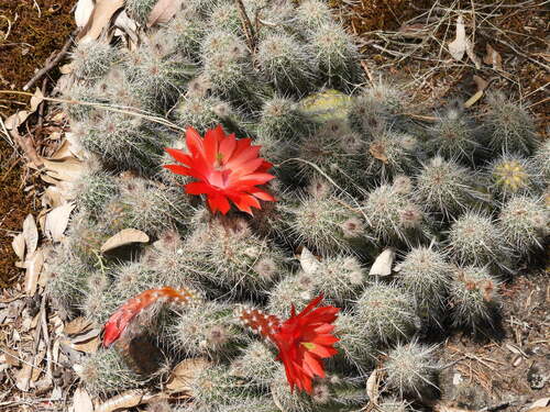 Echinocereus ortegae