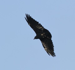 Corvus rhipidurus