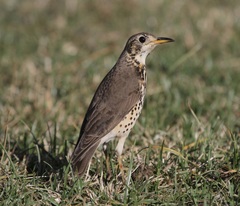 Turdus simensis