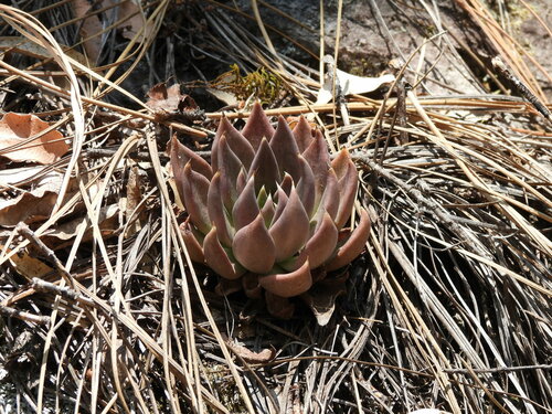 Echeveria affinis