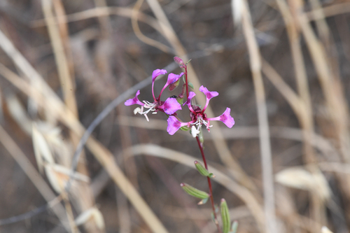 Springville clarkia (Clarkia springvillensis)