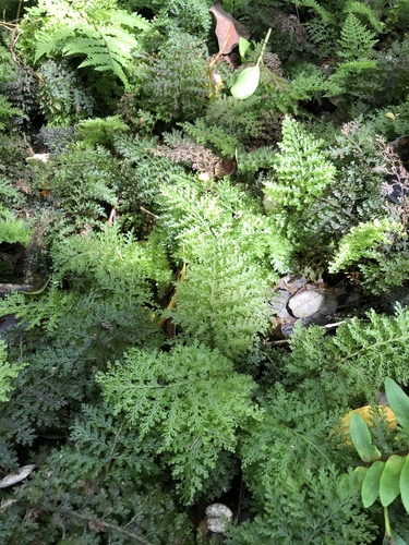 Vandenboschia davallioides