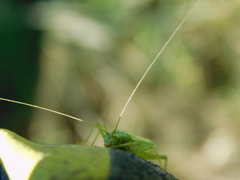 Oecanthus celerinictus