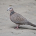 Spotted Dove - Photo (c) zinogre, some rights reserved (CC BY-SA)