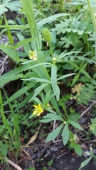 Ranunculus inamoenus