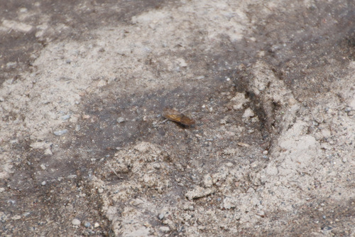 Cranberry Spanworm Moth photo 4