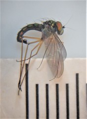 Parentia titirangi