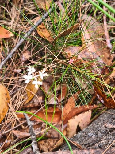 Image of Xanthosia atkinsoniana by no rights reserved