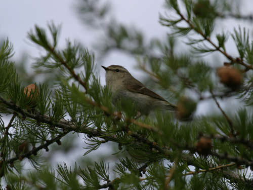 Mosquitero de Hume (Phylloscopus humei)