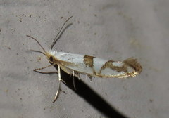 Argyresthia oreasella