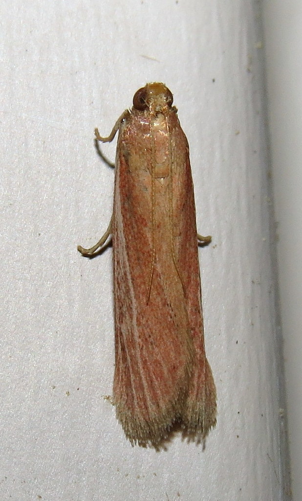 Peoria bipartitella