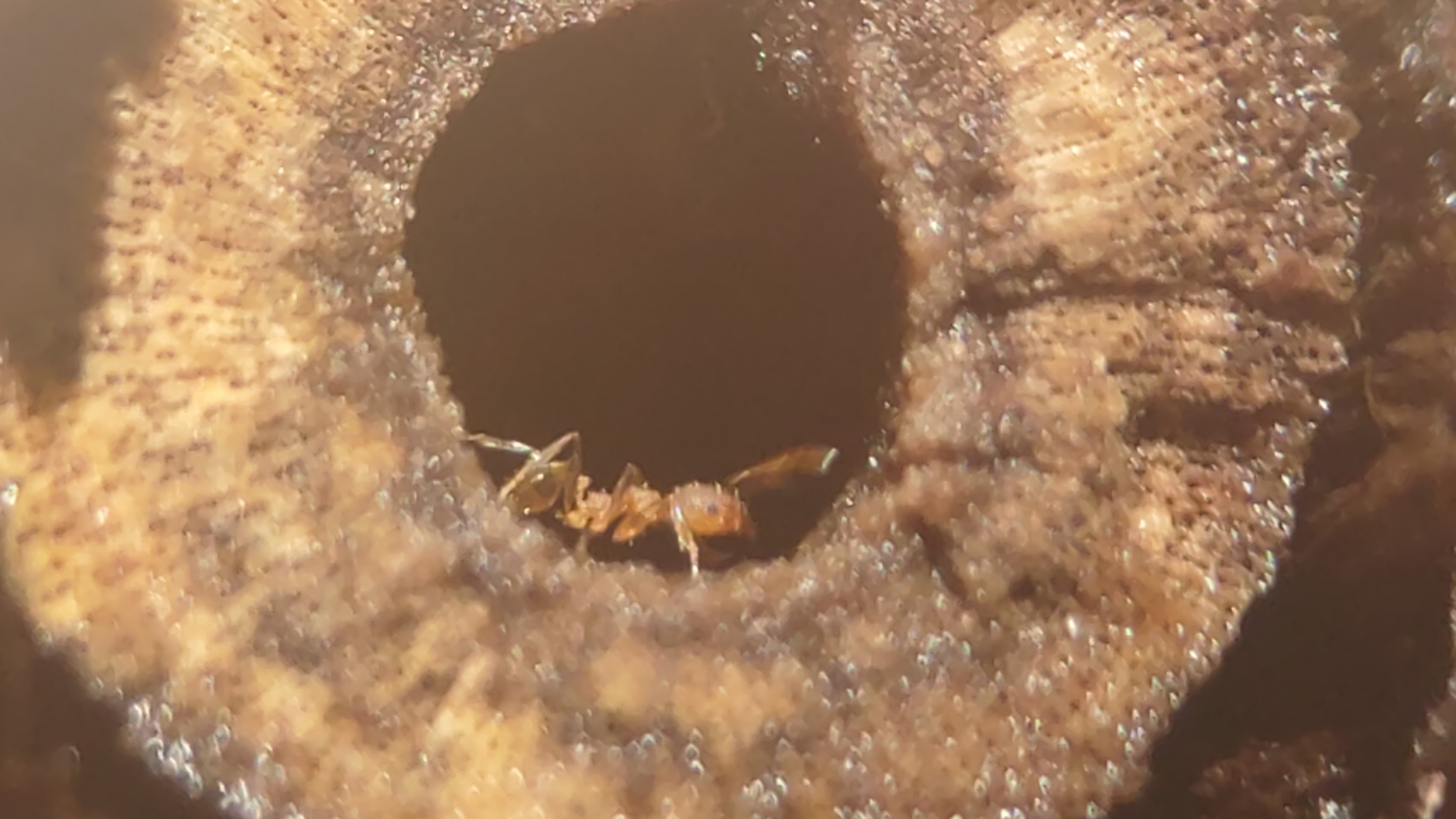 Pheidole anastasii