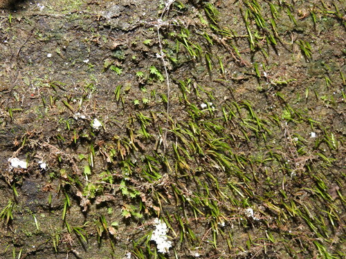 Image of Bryoxiphium norvegicum by no rights reserved