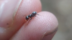 Camponotus brevis image