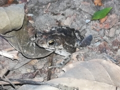 Rhinella humboldti