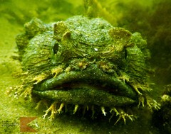 Batrachomoeus dubius