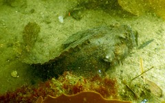 Batrachomoeus dubius