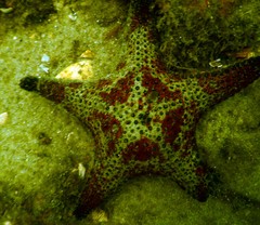 Anthenea sidneyensis