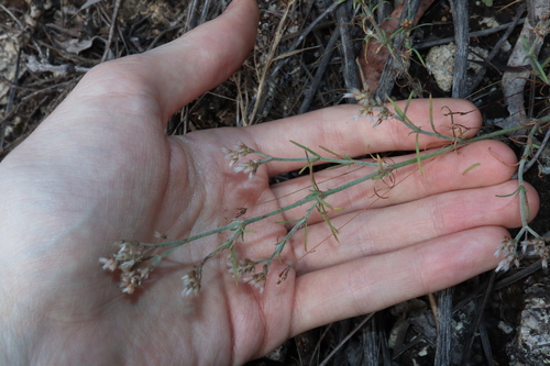 Image of Polycarpaea corymbosa by (c) Thomas Mesaglio, some rights reserved (CC BY)