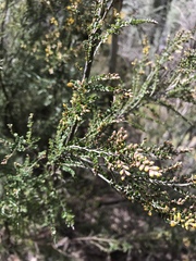 Bossiaea foliosa