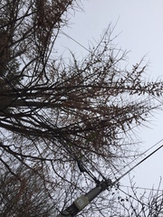 Ginkgo biloba