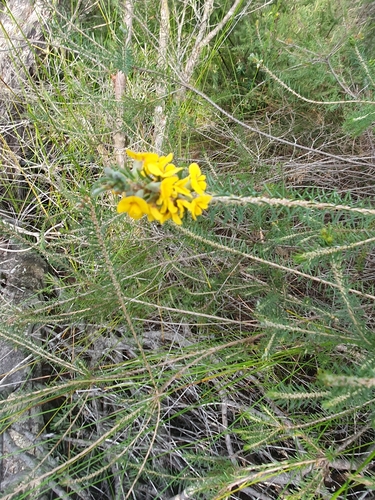 Image of Dillwynia floribunda by (c) ronavery, some rights reserved (CC BY)