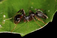 Aphaenogaster picea