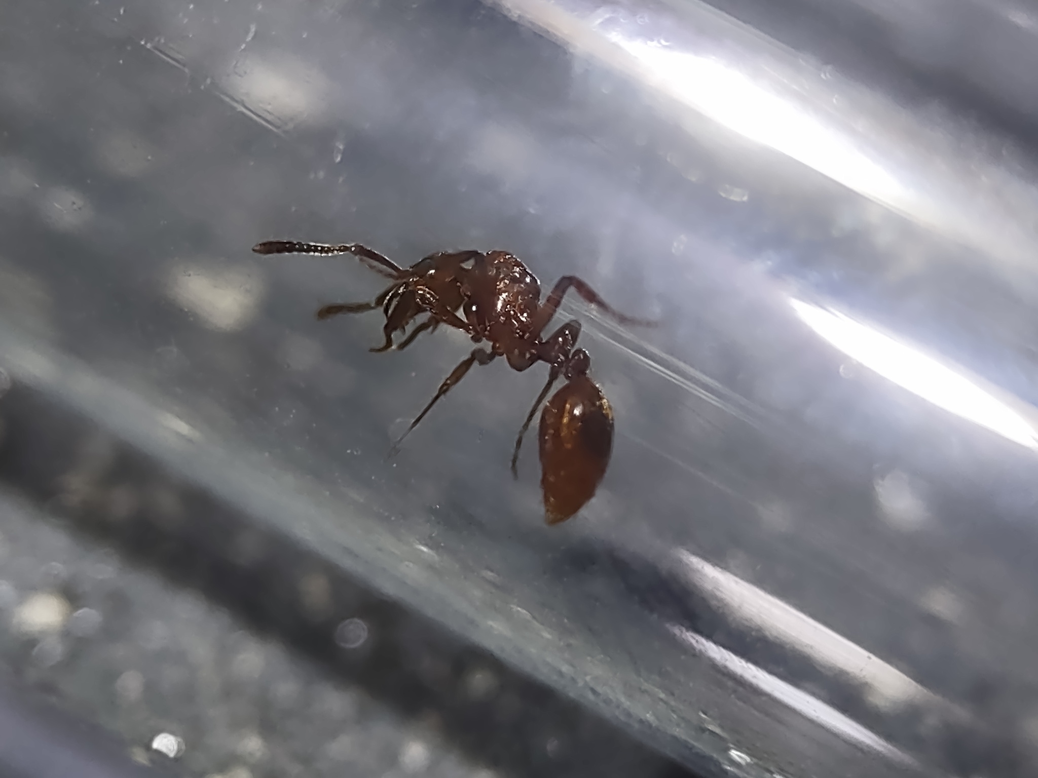 Megalomyrmex