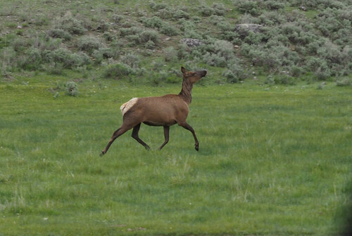 Elk photographed in Wyoming