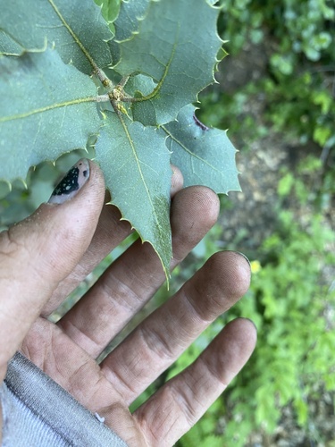 Interior Live Oak foliage