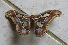 Rothschildia arethusa
