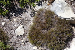 Zoysia