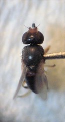 Hippelates insignificans
