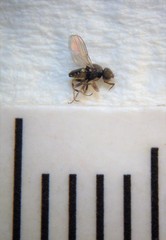 Hippelates insignificans