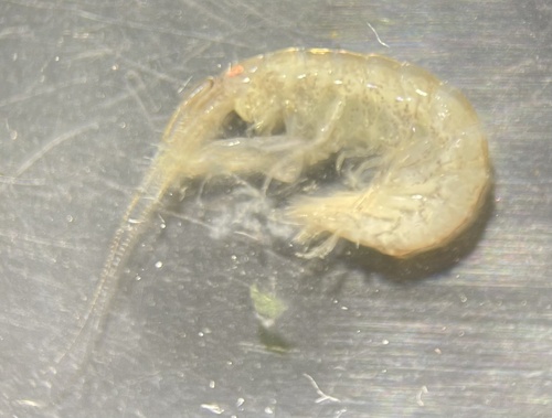 Cymadusa filosa observed 2023-06-02
