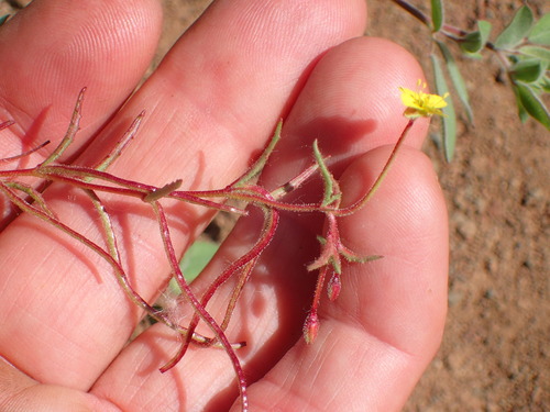 Image of Camissonia contorta by (c) George Williams, some rights reserved (CC BY)