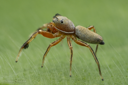 Thin-spined Jumping Spider
