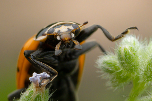 Convergent Lady Beetle, photo 6 of 9