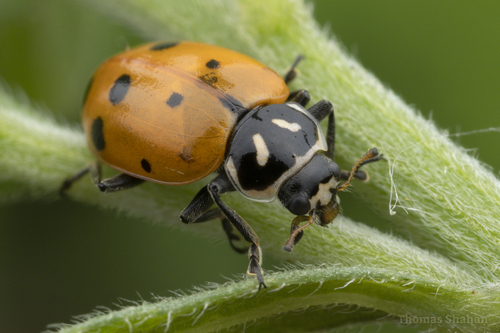 Convergent Lady Beetle, photo 8 of 9