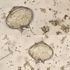 Protoperidinium