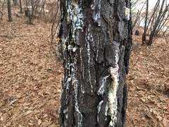 Pinus